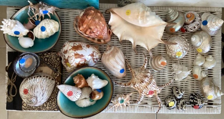 300 Shell Collection